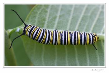 monarch pillar 2 copy.jpg